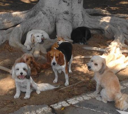 More long-time Dogwood Members hanging together  safely & posely nicely for the camera under the Dogwood Tree.   Good job kids!