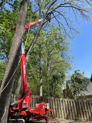 Tree Masters of Tennessee