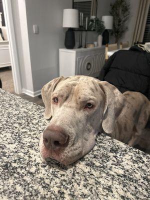 A hungry Great Dane