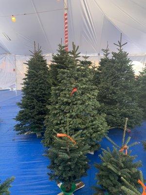 Trees for sale!