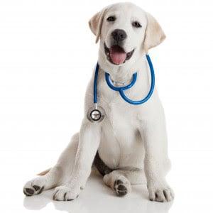 Need to get your pet in to a veterinarian TODAY?  Same day appointments are our specialty as we know that some accidents are not planned.