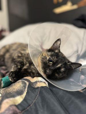 Taco comfortable in bed after her spay