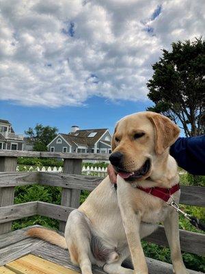 Yellow lab