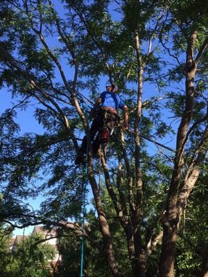 Gonzales Tree Service