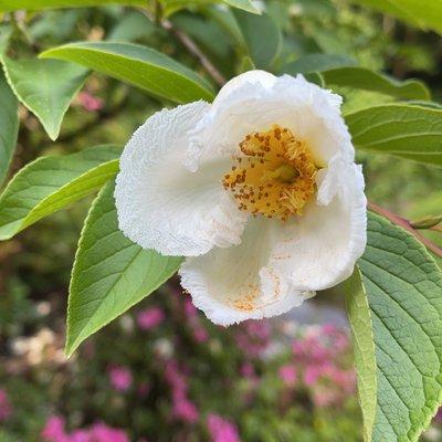 Blooming trees too!