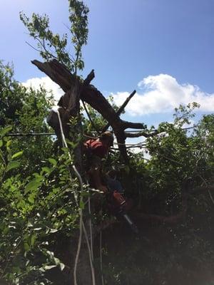 Broken Tree Top...30 feet high!