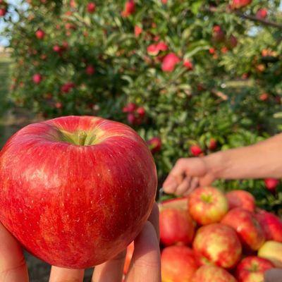 Upick honeycrisp