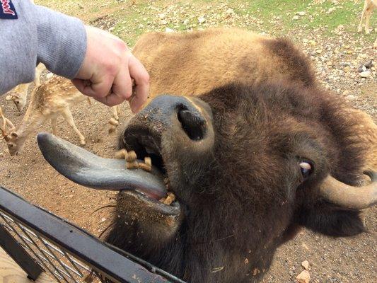 The bison have long, black tongues!