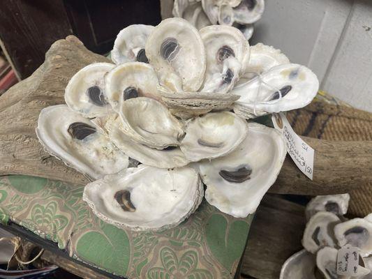 Loved these repurposed oyster pieces, look like a magnolia bloom