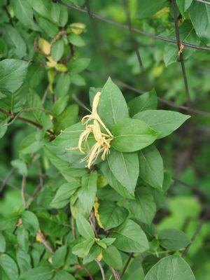 Ah! Honeysuckle!