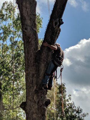 Hilliard's Stump & Tree Removal