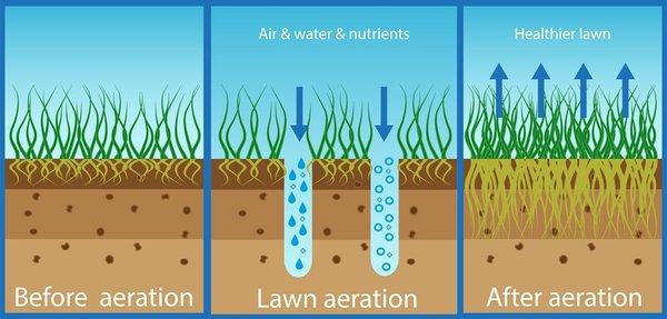 Lawn aeration for a healthy thick green lawn