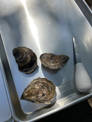 Our first 3 oysters