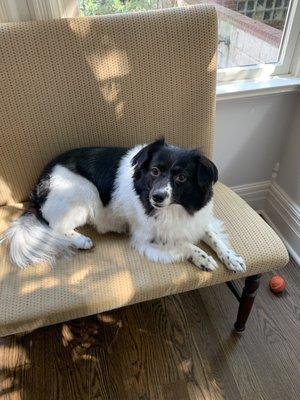 She went in looking like a dust mop, came out with a nice overall trim.