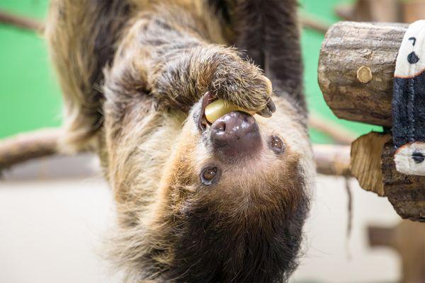 Flash enjoys an apple slice.