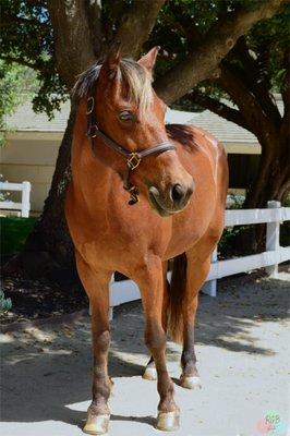 Brownie is THE Best Lesson Pony ever!