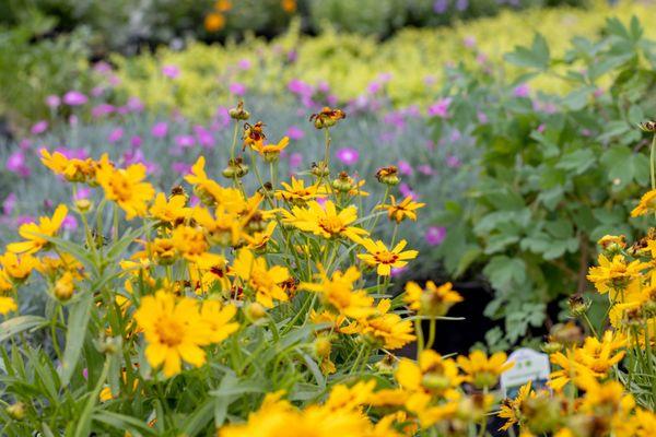 Tree Top Nursery And Landscape Inc