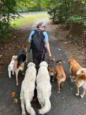 Pack dog walking.