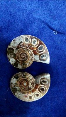 Ammonites