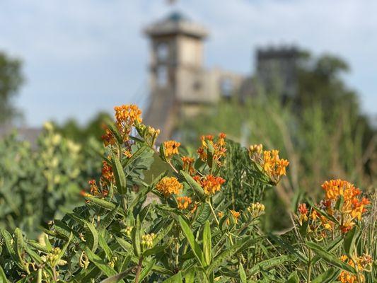 Native Gardens