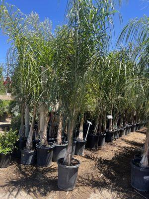 15gal Queen Palms