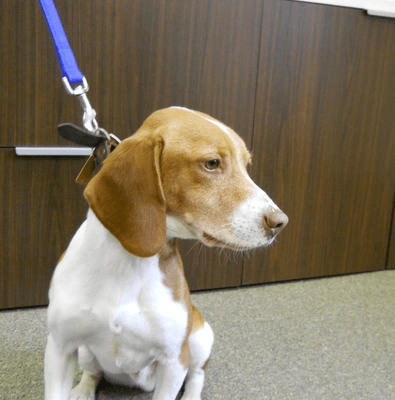 Roscoe the Bed Bug Dog and Our Canine Teams Sniff & Detect Hidden Bed Bugs