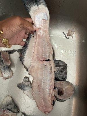 Botched fresh catfish.