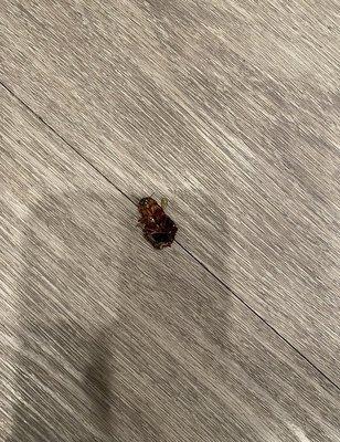 More roaches . Someone has an infestation, and nothing is being done about it.