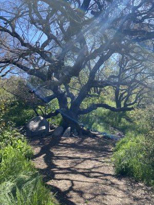 Calavera Community Park