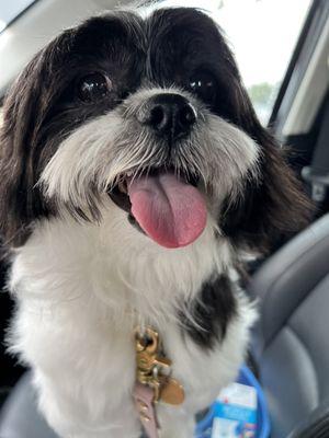 My pup after her oatmeal bath.