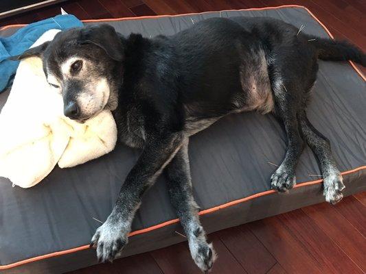 My old boy relaxing with acupuncture therapy