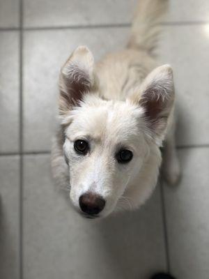 Clean and happy dog!