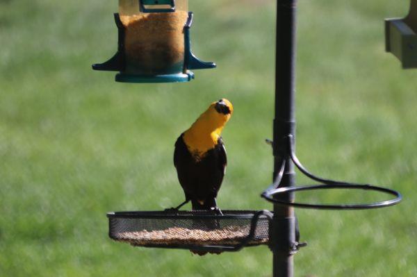 Malheur National Wildlife Refuge