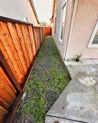 BEFORE: Side Yard