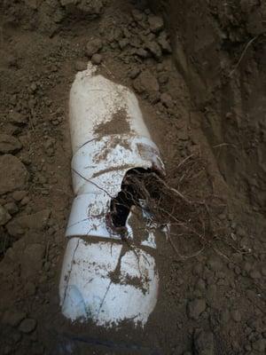 Roots in a Plastic sewer pipe.