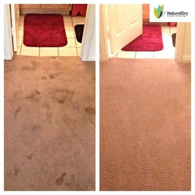 Las Vegas Carpet Cleaning by NaturalDry