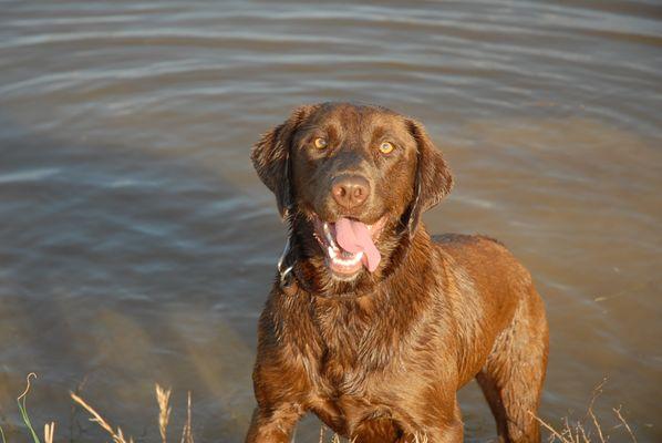 One happy chocolate Lab