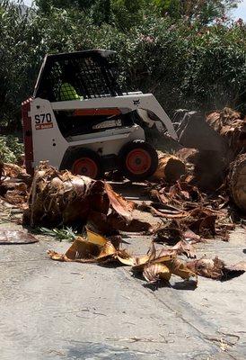 Clean tree removal stump grinding