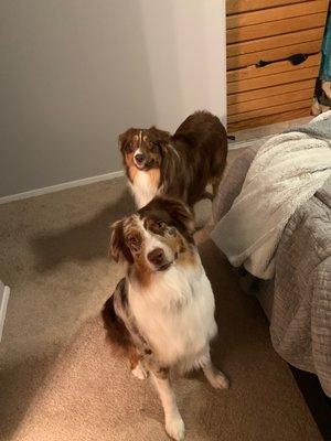 The boys all fluffy and clean after a good bath and trim at Golden Retreat Kennel!