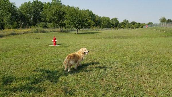 Dog park