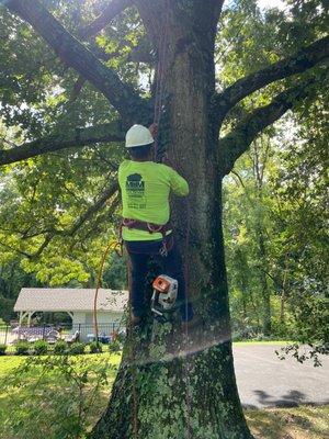 Nature's Guardians. Providing Professional Tree Care with Our Trusted Expertise. Contact Us Today for a Healthy and Beautiful Landscape!