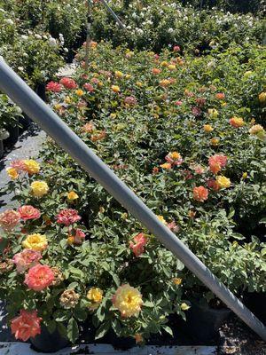 Uva nursery chino California