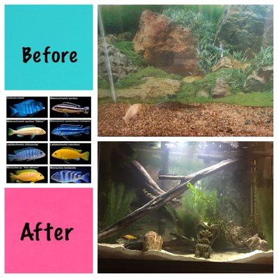 Before and after fish tank