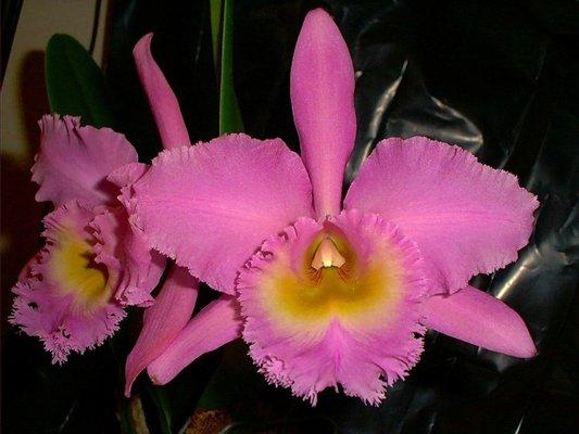 Blc. Newberry Joy 'Mary Lou' AM/AOS