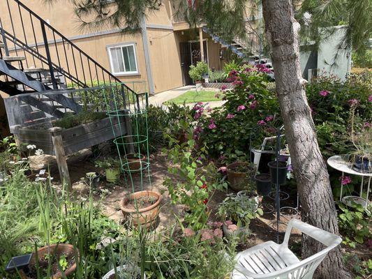 Herb garden at an entryway