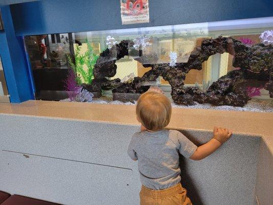 Enjoying the fish tanks in the waiting area.