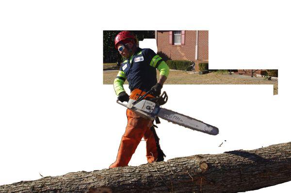 Arbormax removes unwanted trees in the Raleigh area.