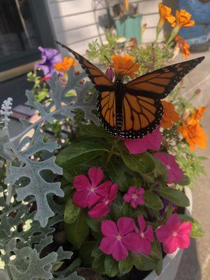 Monarch Just hatched ! Now exploring my home garden .