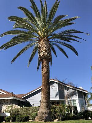 Cleaning a canary in Palm