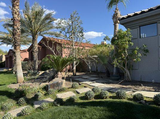 Palm tree trimmed, hedges , and trees Cleanup in -palm desert